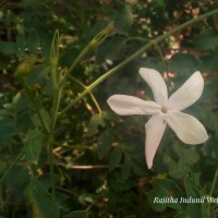 Jasminum grandiflorum L.